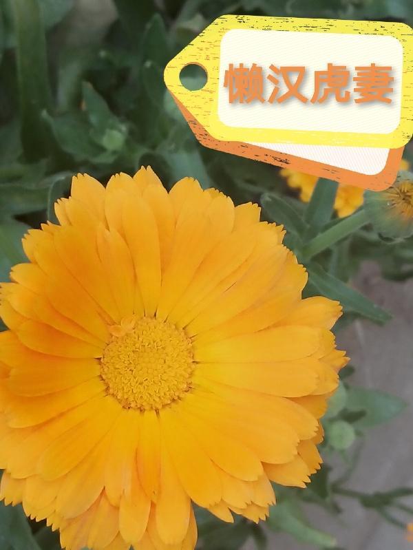 懒汉虎妻封面